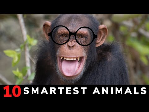 世界で最も賢い動物トップ 10 - 地球上で最も賢い動物のリスト [2021]