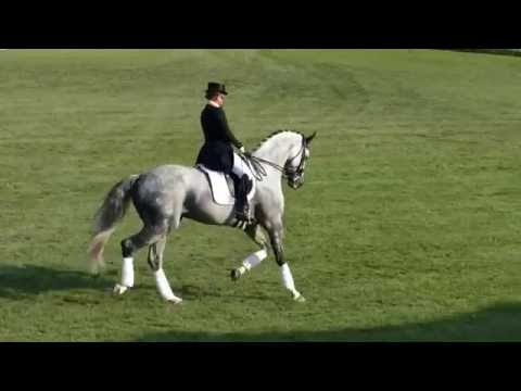DSP Belantis und Isabell Werth auf der Hengstparade Neustadt/Dosse 2016
