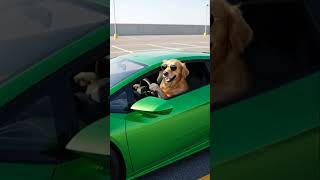 #DreamScreenAI #music #batman #lifeisbutadream #dancesong #dreamscreenai #cat #whowillbemylifepart