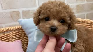 タイニープードルの動画01