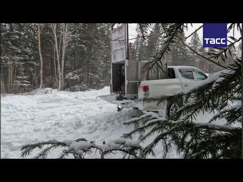 러시아의 길고양이 방생