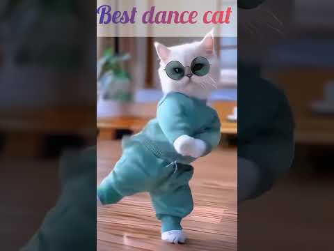 best dance cat video #subcribemychannel 💕💕