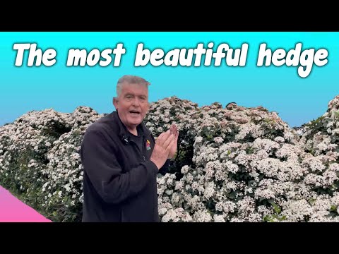 Der Viburnum tinus bildet die schönste Hecke