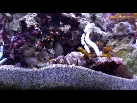 ヤドカリ達とカニへ餌やり