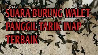 Download lagu Suara Burung Walet Panggil Tarik Inap Terbaik mp3