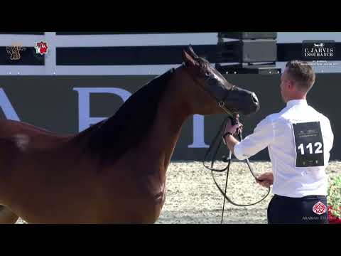 N 112 RFI AMIRA ALMAKTUB   Al Shiraa International Arabian Horse Show 2023   Mares 4+ Years Old Clas