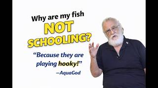 Why are my Fish NOT Schooling?!?
