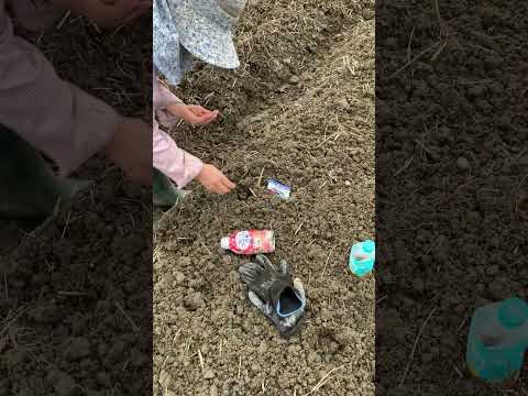  2023年春の月に合わせて大根の種まきはいつ？成功するにはどうすればよいでしょうか?完全なガイド  庭園