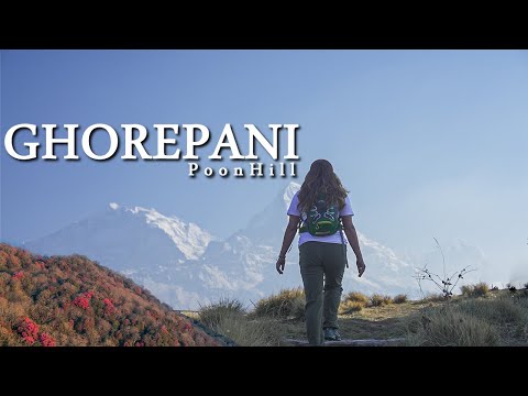 GHOREPANI POON HILL || Dense Rhododendron  Forest || Flowering Month | 15 April