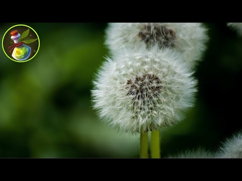 Saznajte šta sve leči MASLAČAK i kako se koristi