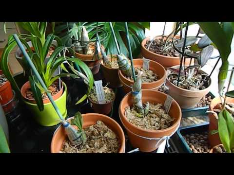 2. European Orchid Project & Catasetum Update - great lemons