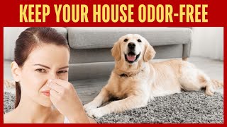 How To Get Rid Of The Dog Smell In Your House?