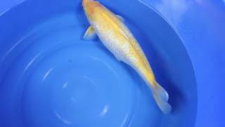 video van Golden Corn 2307008