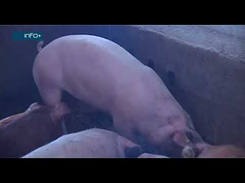 Zoonoze - zajedničke bolesti za ljude i životinje