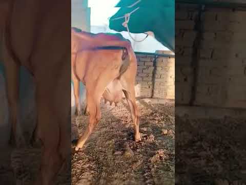mix animal mating Mp4 3GP Video & Mp3 Download unlimited Videos Download - mix animal mating Mp4 3GP Video & Mp3 Download unlimited Videos Download -