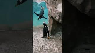 Download lagu Little penguin field-trip mp3 Download lagu Little penguin field-trip mp3