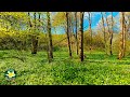 10 hours Nature Sounds of Spring Forest for Long and Relaxing Sleep
