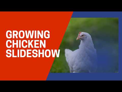 download lagu mp3 mp4 Broiler Chicken Age, download lagu Broiler Chicken Age gratis, unduh video klip Broiler Chicken Age