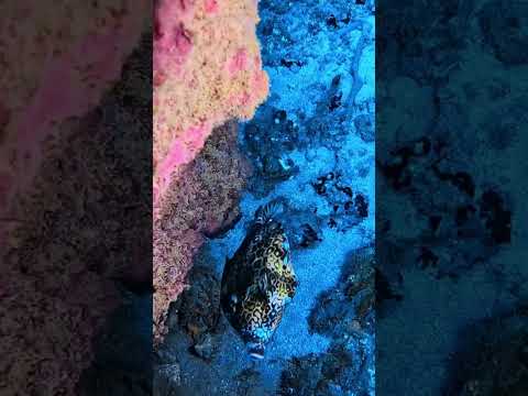 Vincent Engelmann - Diving - Misc Originals