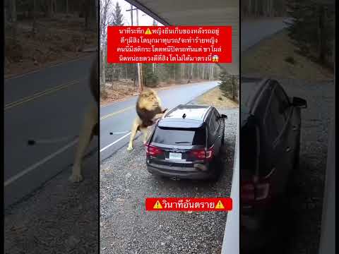 นาทีระทึก⚠️หญิงยืนเก็บของหลังรถอยู่ดีๆมีสิงโตบุกมาทุบรถ! จะทำร้ายหญิงคนนี้มีสติกระโดดหนีปิดรถทัน..😱