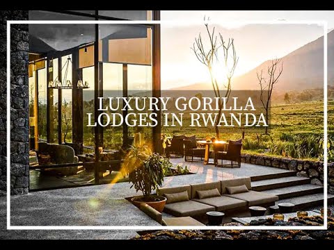 Top four (4) luxury Gorilla safari lodges in Rwanda- Volcanoes National Park- Gorilla tracking tour