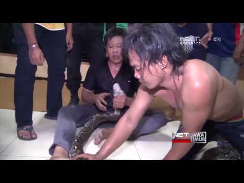 NET. JATIM - WARGA TAMBAKSARI TANGKAP ULAR PITON 3 METER