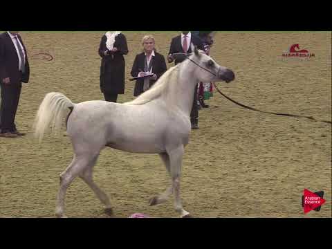 N171 WASET AL SHAQAB - 2019 Al Shaqab Arabian Horse Show Festival - 4-6 years old stallions (cla...