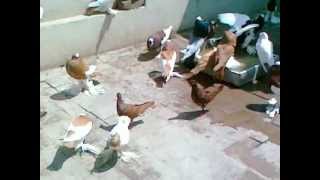 preview picture of video 'My fancy pigeons. Multan.'