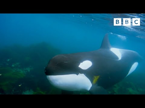 INGENIOUS seal hunt 💔🦭 | Wild Isles - BBC