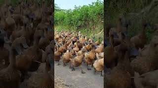 Download lagu Bebek Sawah #banyuwangi #bebek mp3 Download lagu Bebek Sawah #banyuwangi #bebek mp3
