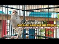 Kenari Gacor Panjang Cuit Cuit EMOSI Pancingan Kenari Paud Belajar Bunyi Terapi AMPUH Kenari MACET