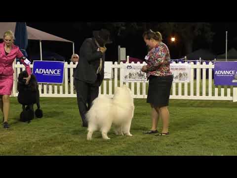 20 July 2019 API Champ Show 2