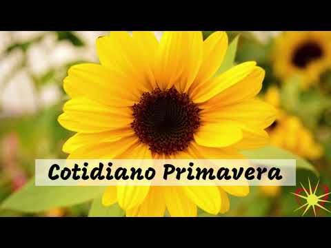 Cotidiano Primavera - Mocidade Espírita
