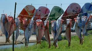 2025_04_30沼津市　第41回こいのぼりﾌｪｽﾃｨﾊﾞﾙ[中央公園あゆみ橋 狩野川河川敷 こいのぼりの他に｢ひもののぼり｣も].wmv