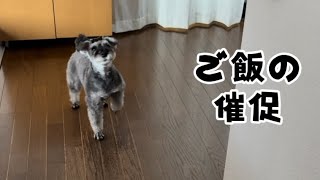 【日常Vlog】 草むしりや、お弁当作ったり休日の過ごし方
