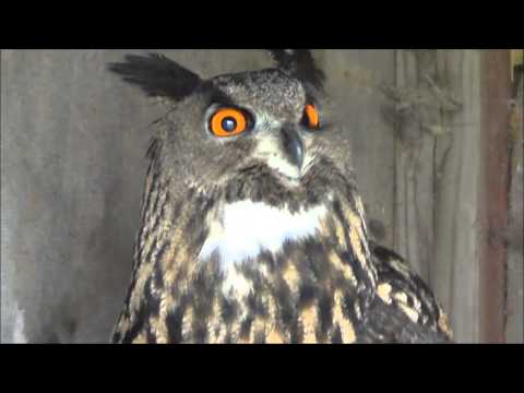 download lagu mp3 mp4 An Owl Hoots, download mp3 An Owl Hoots free download, download mp3 An Owl Hoots