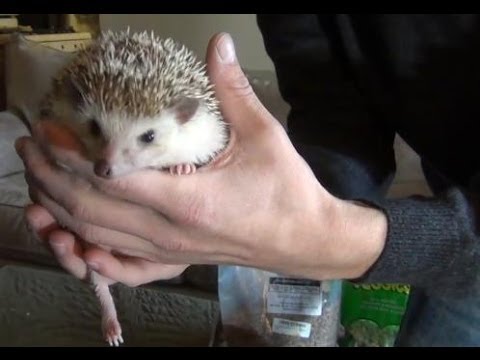 download lagu mp3 mp4 What Do Pet Hedgehogs Eat, download lagu What Do Pet Hedgehogs Eat gratis, unduh video klip What Do Pet Hedgehogs Eat