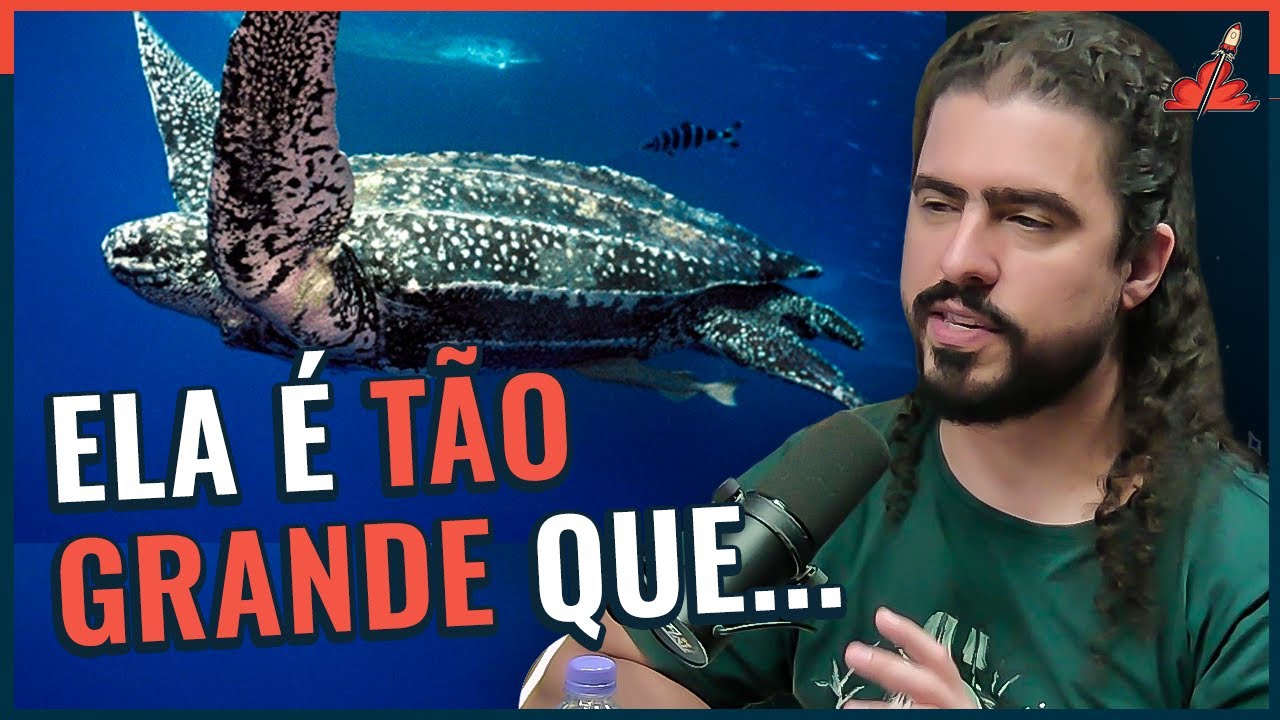 THE LARGEST TURTLE IN THE WORLD