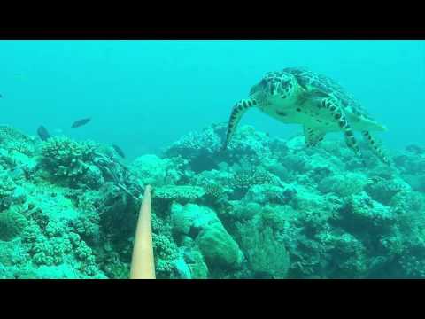 Ashmore Reef, North West Australia