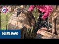 Opvanghuis voor moeders en kinderen krijgt geitjes en moestuin - OMROEP WEST
