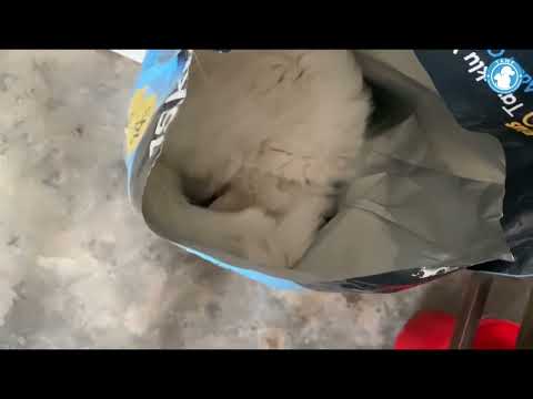 Caught in the act! This isn't a cat burglar, it's a snack burglar! 🐱🍽️😂 #tawf #snack #snackattack