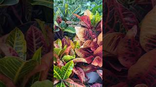 I would think twice before buying these plants #plants #indoorplants #houseplants￼