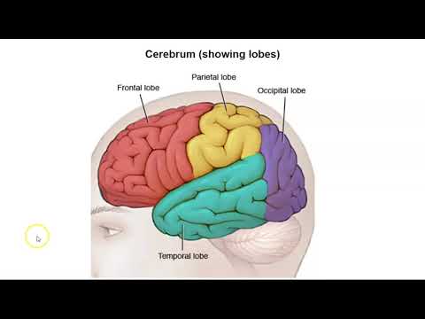 Divisions of the Brain and the Cerebrum