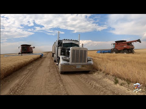The Best Wheat Harvest Video on YouTube