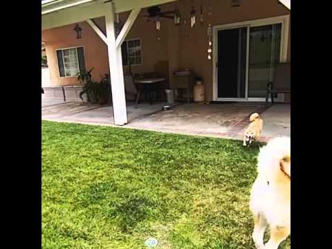 Shiba inu puppy vs Akita inu