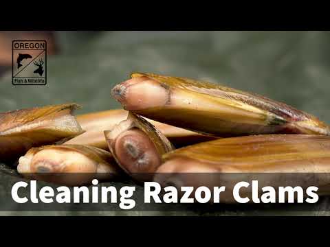 How to clean a Razor Clam with ODFW Shellfish Biologist