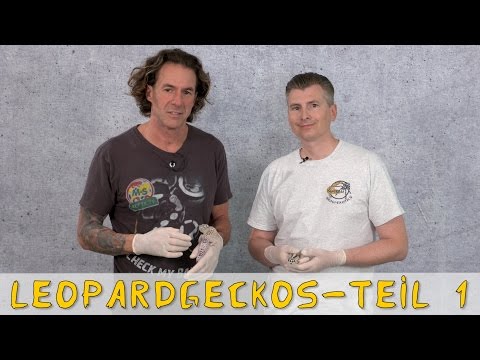 Reptil TV - Folge 93 - Leopardgecko Zucht und Farben - Teil 1