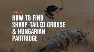 How To Find Sharp-tailed Grouse & Hungarian Partridge