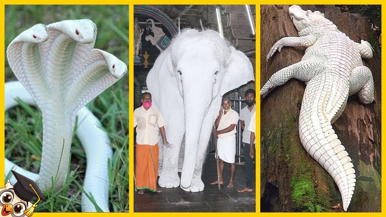 35 Animaux Albinos Qui N'ont Ete Vus Qu'une Seule Fois