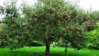 Jane Siberry - Jesus Christ the Apple Tree.wmv